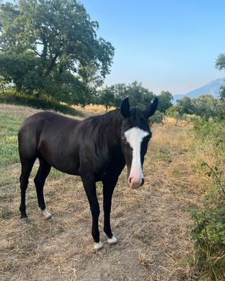 Paint Horse