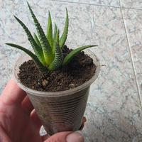 Haworthia 