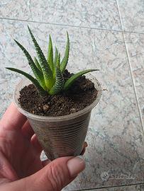 Haworthia 