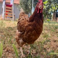 Galline, galli, pulcinotti , pollaio