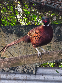 Maschi di fagiano comune