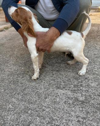 Cuccioli Breton