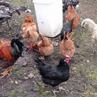 U.ova Gallina varie specie