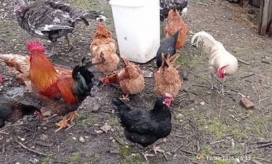 U.ova Gallina varie specie