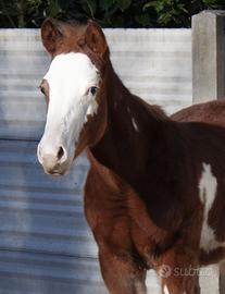 Puledro cavallo paint