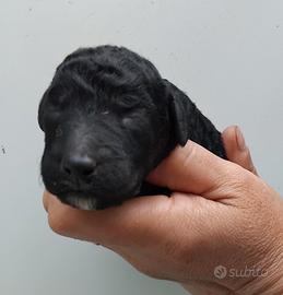 Cucciola lagotto romagnolo