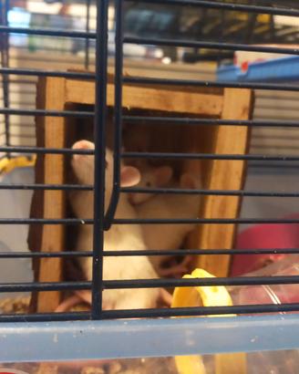 Rattini
