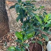 Viburno lucido/tino lauroceraso elaugnus