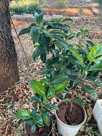 Viburno lucido/tino lauroceraso elaugnus