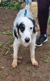 Cucciola simil setter cerca adozione