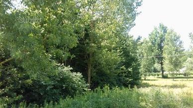 Terreno ottiglio monferrato (al)