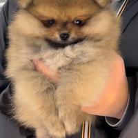 Cuccioli di spitz musetto koreano