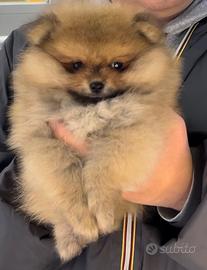 Cuccioli di spitz musetto koreano