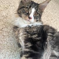 Maine Coon