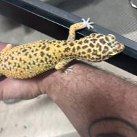 Geco leopardino