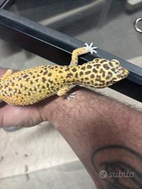 Geco leopardino