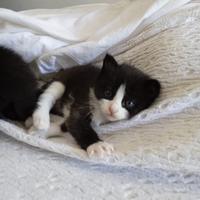Cuccioli di gatto