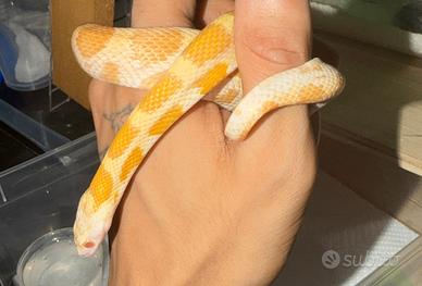 Serpente del grano