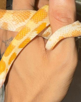 Serpente del grano
