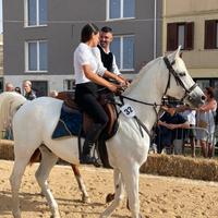 Cavallo da endurance