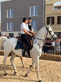 Cavallo da endurance