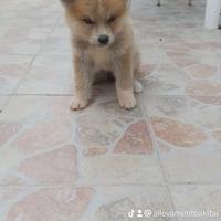 Femmina akita inu