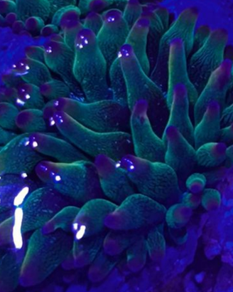 Anemone Raimbow
