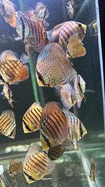 Discus