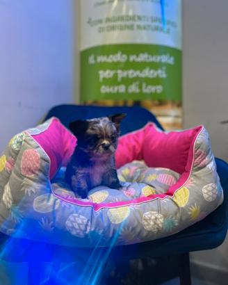 Cucciolo chihuahua pelo lungo merle mini