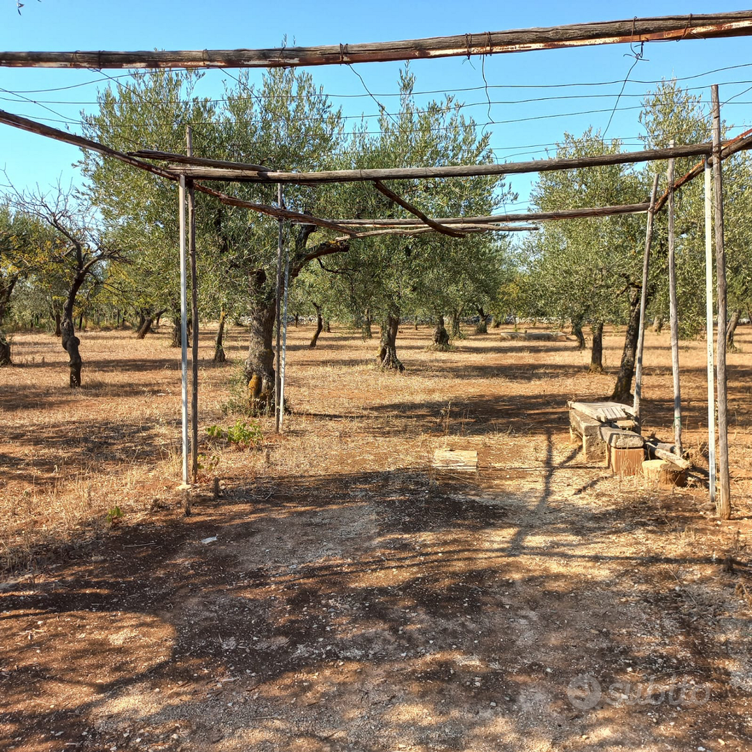 Terreno agricolo uliveto zona Cellamare - Altro