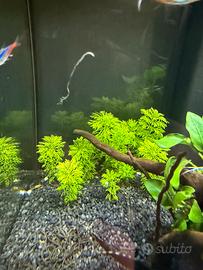 Piante acquario
