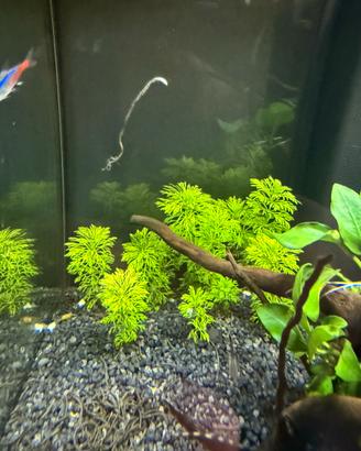 Piante acquario