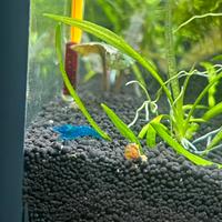 Caridine blue dream pure con omaggio