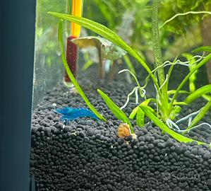 Caridine blue dream pure con omaggio