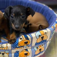 Pinscher toy femminuccia