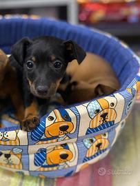 Pinscher toy femminuccia