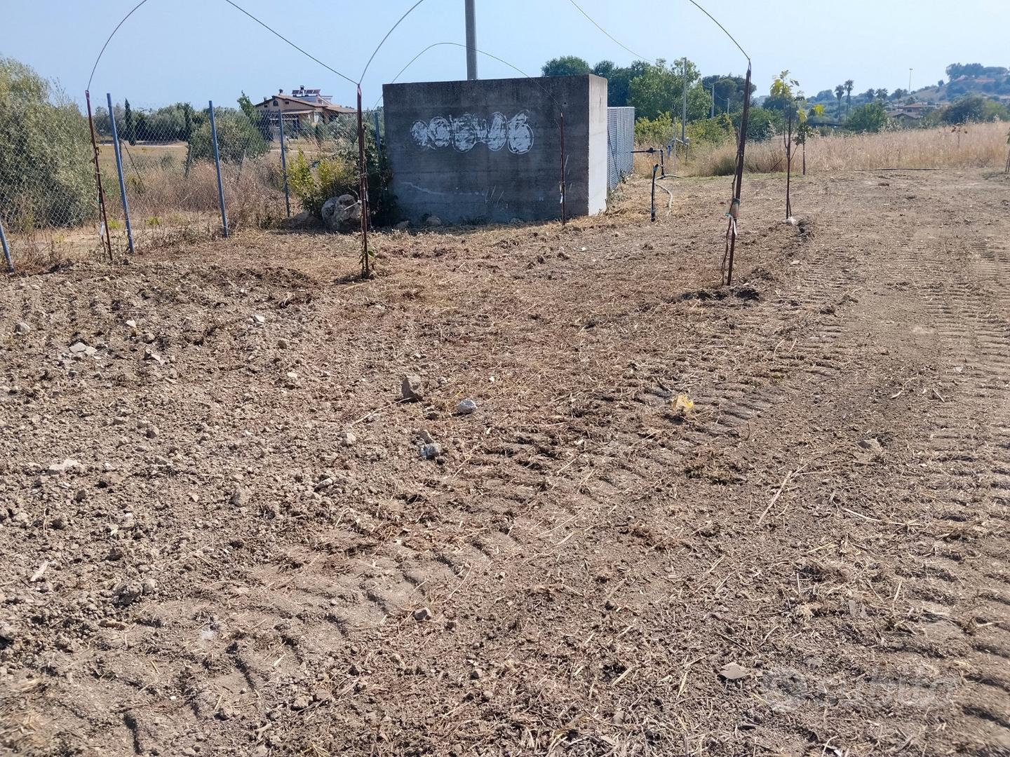 Terreno agricolo uliveto e alberi da frutto - Vista 5
