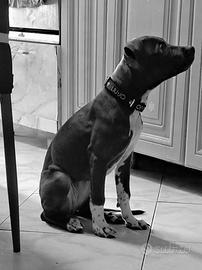 Pitbull ukc rednoise