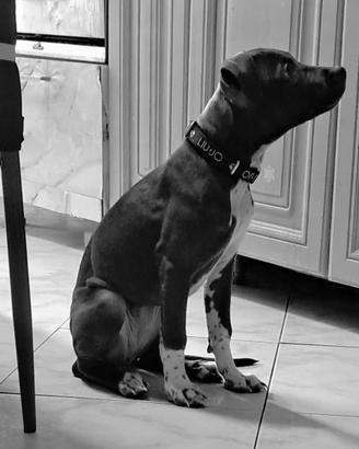 Pitbull ukc rednoise