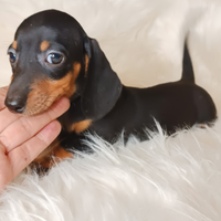 Bassotto kaninchen maschio