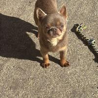 Chihuahua lilac tan per accoppiamento