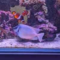 Pesce Vulpinus siganus