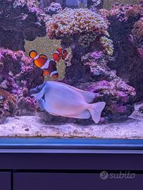 Pesce Vulpinus siganus