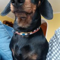 Bassotto tedesco nano per monta