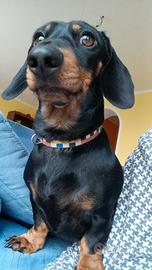 Bassotto tedesco nano per monta