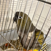 Pappagallo conuro della Patagonia