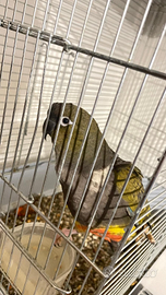 Pappagallo conuro della Patagonia