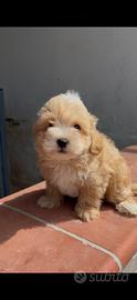 Maltipoo