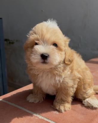 Maltipoo