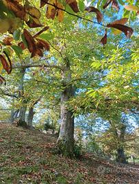 terreno con alberi di castagno 